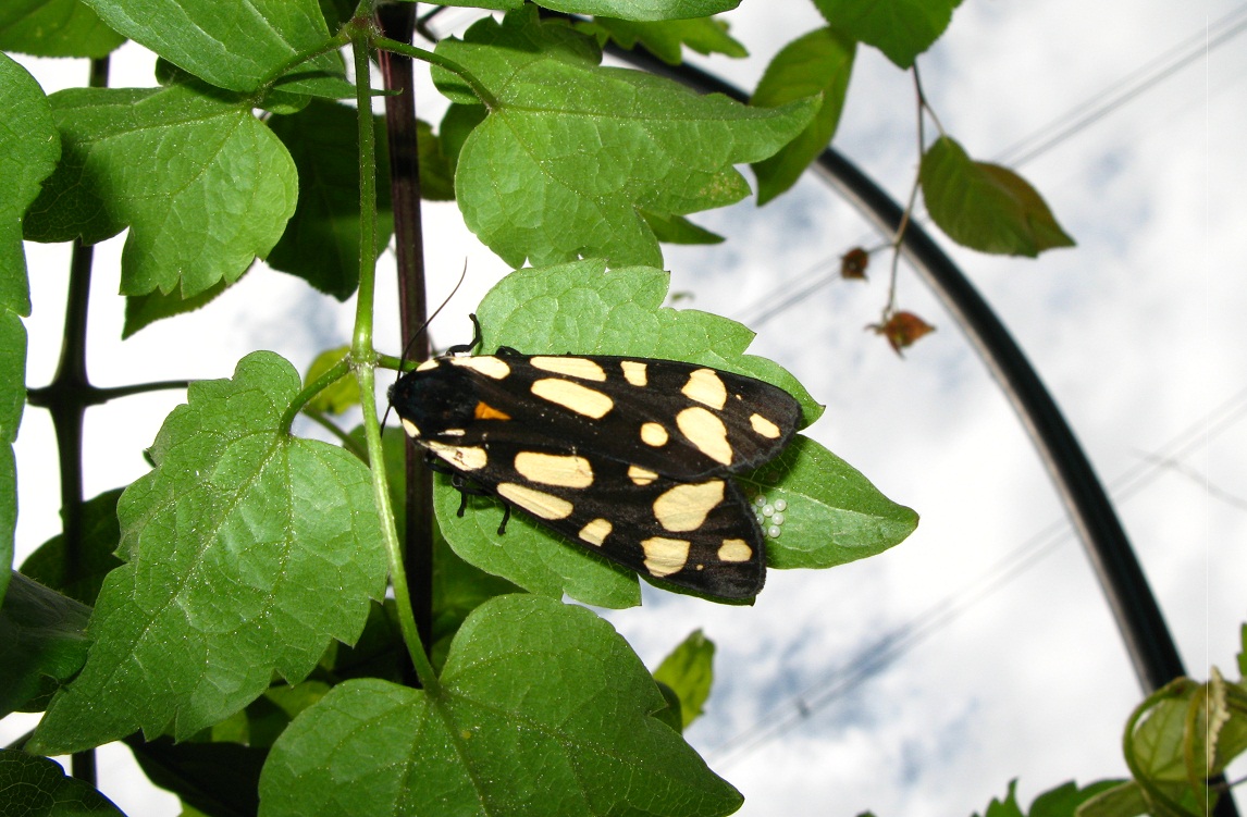 Lepidoptera villica depone uova su rampicante 